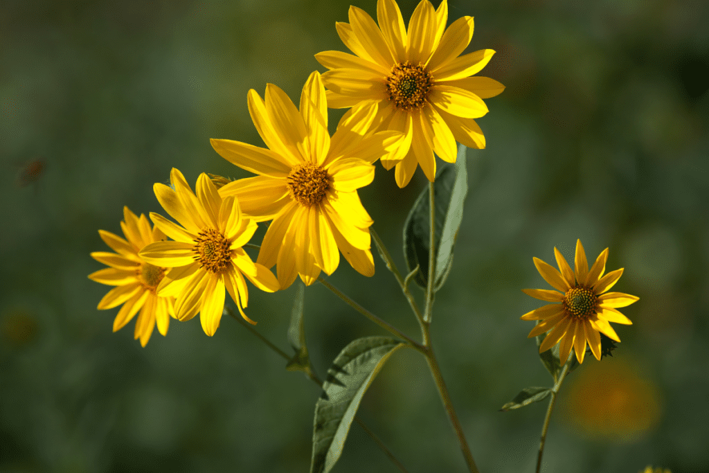 Goldgelbe Blüten des Topinambur Topinambur im Topf
