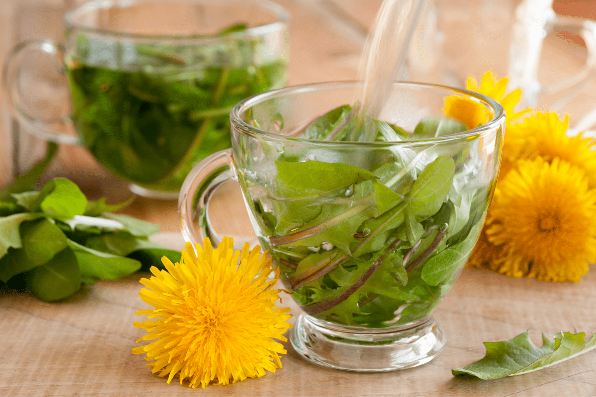 Löwenzahn Tee aus Blättern in Glastassen, mit Blüten dekoriert