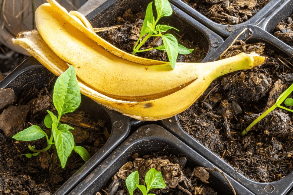 Bananenschalen im Garten
