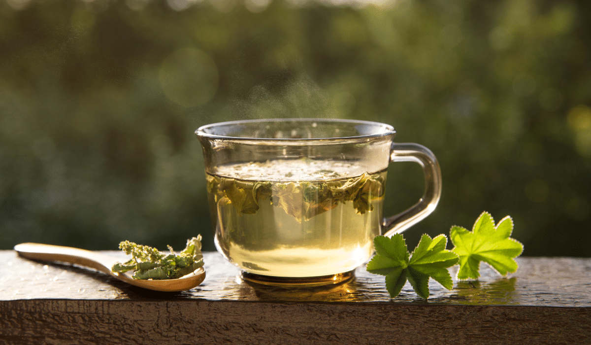 Frauenmantel Tee in Glastasse mit Blättern