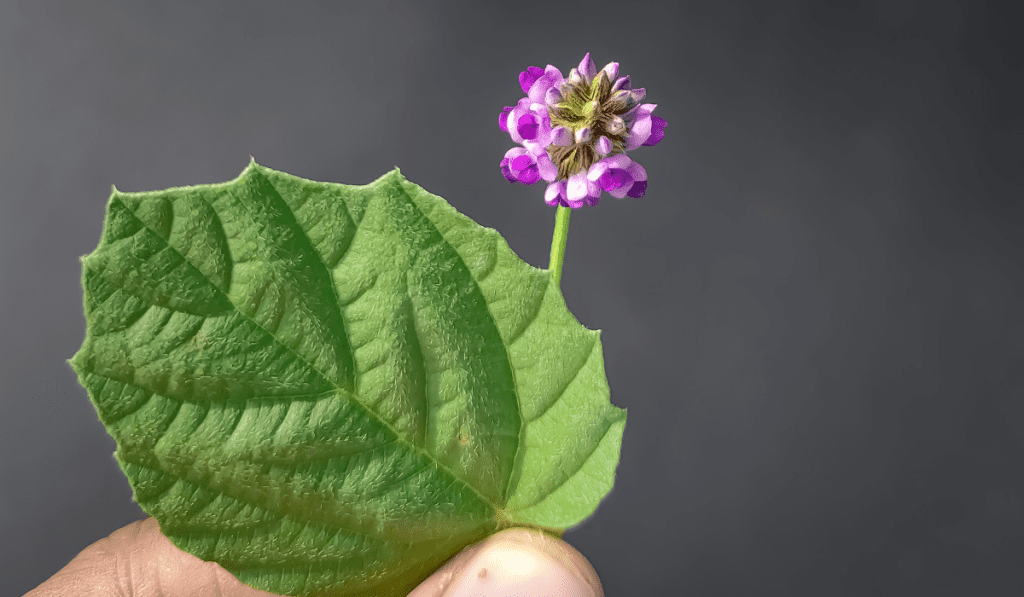 Psoralea corylifolia als Pflanze mit dem Inhaltsstoff Bakuchiol